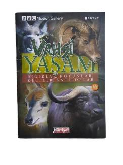 VAHŞİ YAŞAM SAYI: 11 SIĞIRLAR, KOYUNLAR, KEÇİLER, ANTİLOPLAR